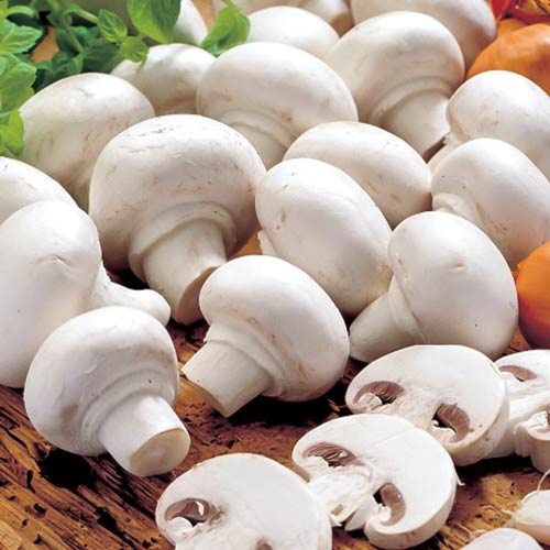 1 pac, Champignon Alb - : Mod de ambalare: 60 ml