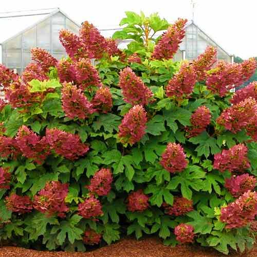1 buc, Hortensia quercifolia Amethyst - Răsaduri: Mod de ambalare: 1 buc