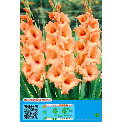 5 buc, Gladiole Peter Pears - Bulbi: Mod de ambalare: 5 buc
