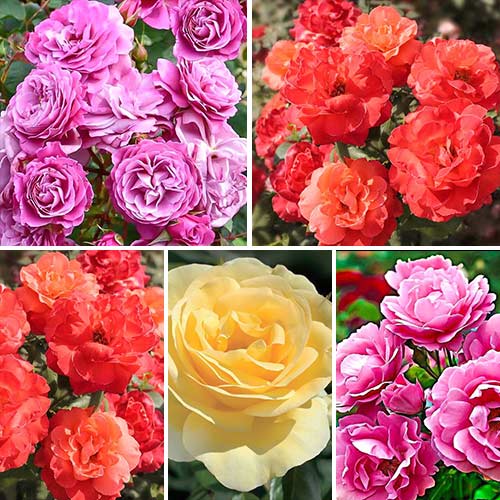 Super ofertă! Trandafiri floribunda Color mix, de 5 soiuri - Butași: Mod de ambalare: 5 buc