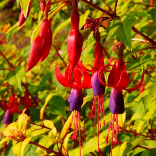 1 buc, Cerceluș (Fuchsia) Genii - Răsaduri: Mod de ambalare: 1 buc