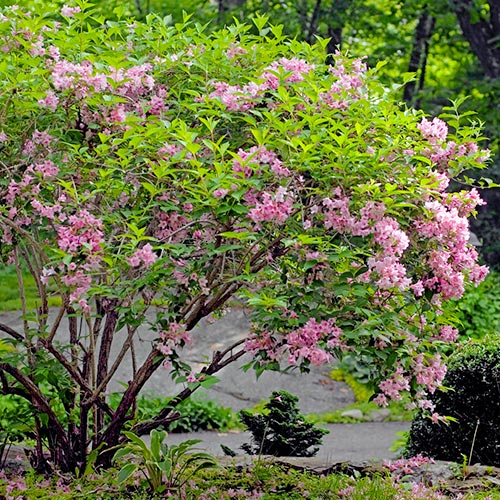 1 buc, Weigela Rosea - Răsaduri: Mod de ambalare: 1 buc