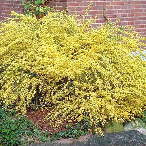 1 buc, Cytisus Allgold - Răsaduri: Mod de ambalare: 1 buc