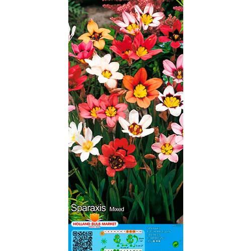 10 buc, Sparaxis mix multicolor - Bulbi: Mod de ambalare: 10 buc