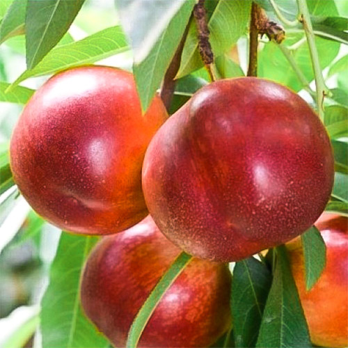 1 buc, Nectarin Red Gold - Puieți: Mod de ambalare: 1 buc