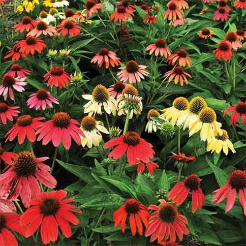 1 buc, Echinacea purpurea Cheyenne Spirit - Răsaduri: Mod de ambalare: 1 buc