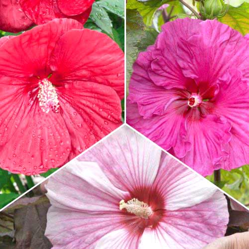 3 buc, Ofertă specială! Hibiscus, set de 3 soiuri - Răsaduri: Mod de ambalare: 3 buc