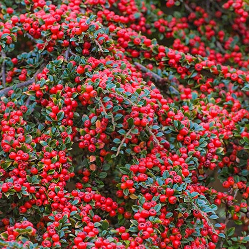1 buc, Cotoneaster Horizontalis - Răsaduri: Mod de ambalare: 1 buc