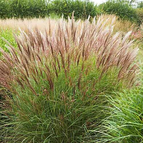 1 buc, Stuf chinezesc (Miscanthus) Yakushima Dwarf - Răsaduri: Mod de ambalare: 1 buc
