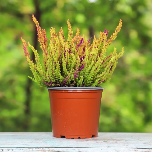 1 buc, Calluna (Iarba neagra) Golden Angie - Răsaduri: Mod de ambalare: 1 buc