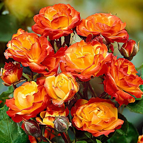 1 buc, Trandafir floribunda Yellow Red - Butași: Mod de ambalare: 1 buc