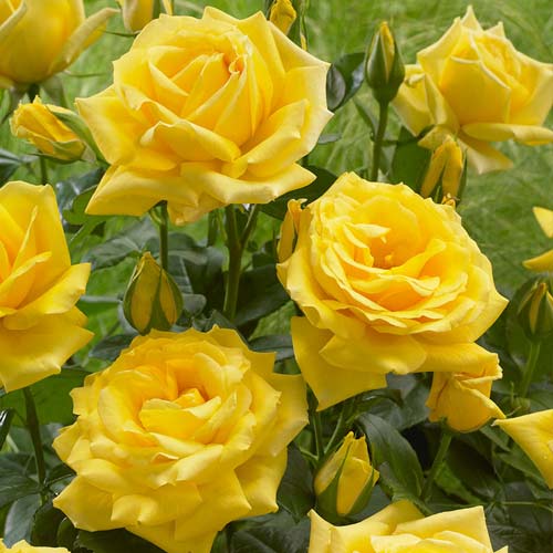 1 saz, Růže floribunda Allgold - : Monžstvo balíkov: 1 saz