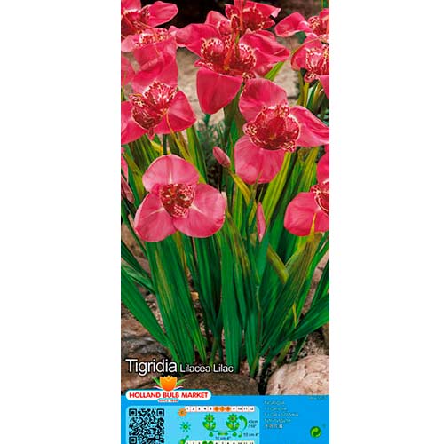 10 cib, Tygřice (Tigridia) Lilac - : Monžstvo balíkov: 10 cib