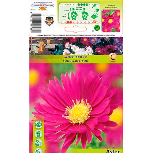 1 db, Kopasz őszirózsa Dark Pink - Évelő: Mod de ambalare: 1 db