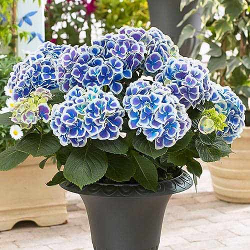 1 db, Hortenzia Blue-White Bicolor - Évelő: Mod de ambalare: 1 db