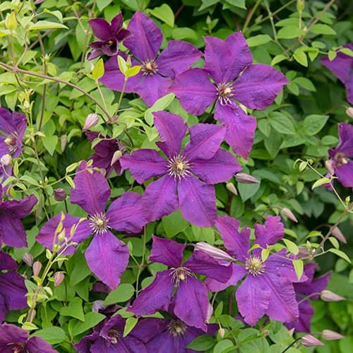 1 db, Iszalag (Clematis) Polish Spirit - Palánták: Mod de ambalare: 1 db