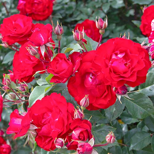 1 db, Rózsák floribunda Red Spot - Palánták: Mod de ambalare: 1 db