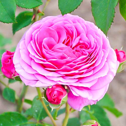 1 Pflanze(n), Rose Frayla Miarija - Setzlinge: Ilość w opakowaniu: 1 Pflanze(n)