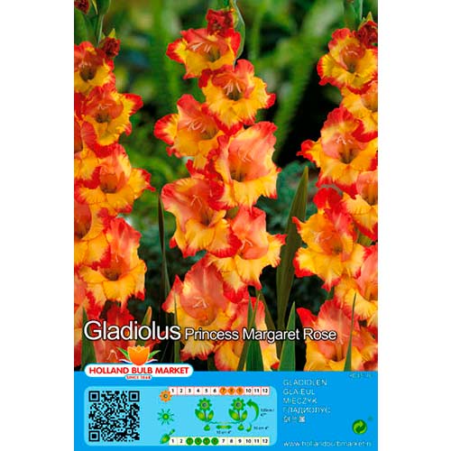 2 Stück, Großblumige Gladiole Princess Margaret Rose - Zwiebeln: Ilość w opakowaniu: 2 Stück