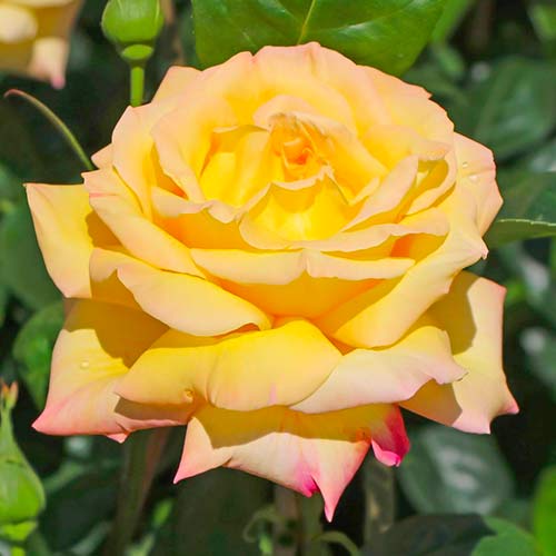 1 Pflanze(n), Großblütige Rose Gloria Dei, C3 - Setzlinge: Ilość w opakowaniu: 1 Pflanze(n)