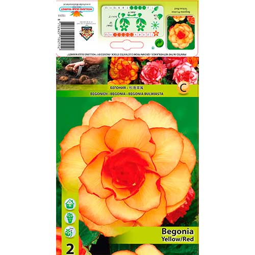 1 szt, Begonie Picotee Yellow/Red - Stauden: Ilość w opakowaniu: 2 Stück