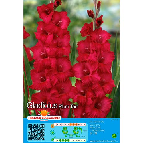 5 Stück, Großblumige Gladiole Plum Tart - Zwiebeln: Ilość w opakowaniu: 5 Stück