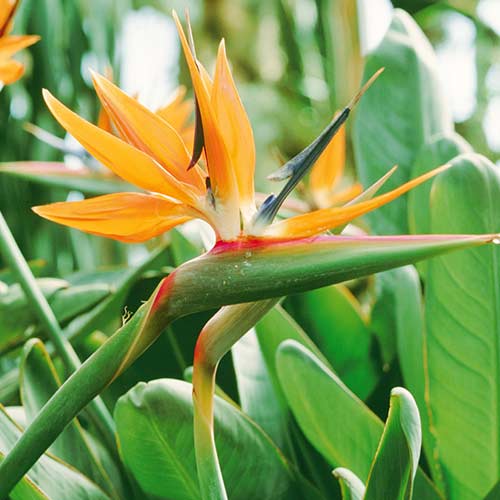 1 szt, Paradiesvogelblume (Strelitzia) - Stauden: Ilość w opakowaniu: 1 Stück