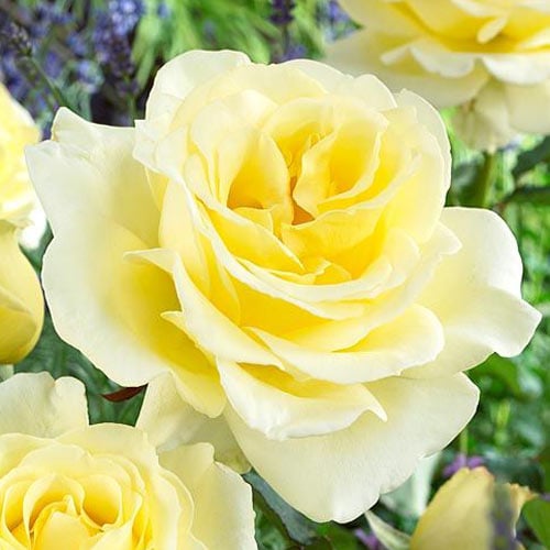 1 Pflanze(n), Edelrose Rosa Elina - Setzlinge: Ilość w opakowaniu: 1 Pflanze(n)