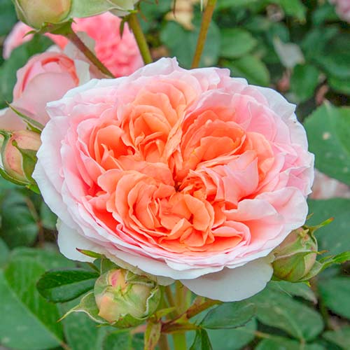 1 Pflanze(n), Großblütige Rose Chippendale - Setzlinge: Ilość w opakowaniu: 1 Pflanze(n)