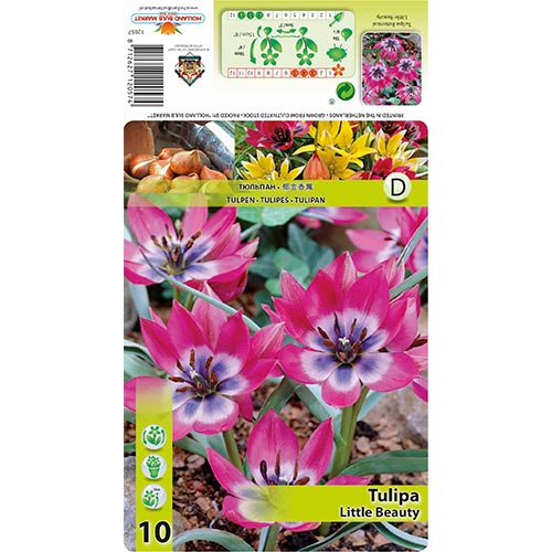 10 Stück, Tulpe Little Beauty - Blumenzwiebeln: Ilość w opakowaniu: 10 Stück