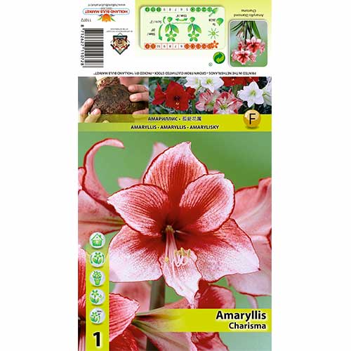 1 szt, Amaryllis Charisma - Zwiebeln: Ilość w opakowaniu: 1 Stück