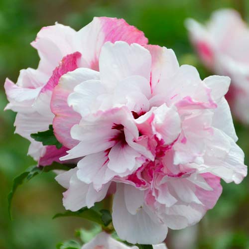 1 szt, Hibiskus French Cabaret Pastel - Setzlinge: Ilość w opakowaniu: 1 szt