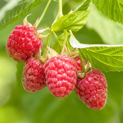 1 Pflanze(n), Himbeer-Brombeer Tummleberry - Setzlinge: Ilość w opakowaniu: 1 Pflanze(n)