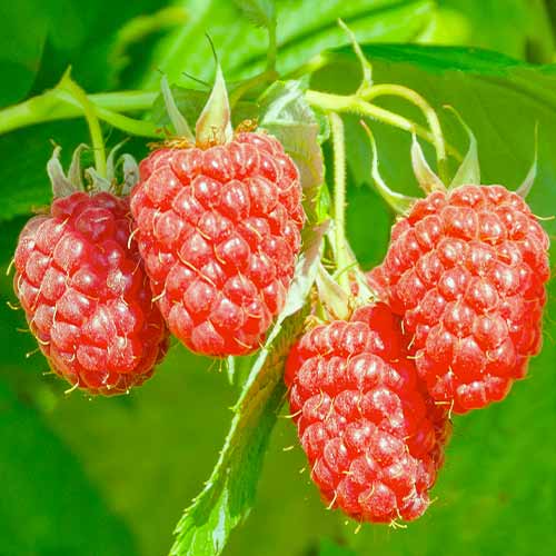 1 Pflanze(n), Himbeer-Brombeer Loganberry, Р9 - Setzlinge: Ilość w opakowaniu: 1 Pflanze(n)