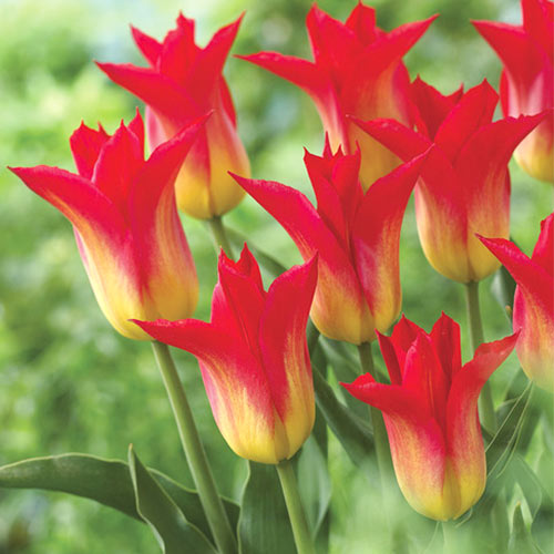 10 Stück, Tulpe Royal Gift - Blumenzwiebeln: Ilość w opakowaniu: 10 Stück