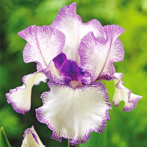 1 Stück, Bartiris (Iris) Blue Staccato - Blumenzwiebeln: Ilość w opakowaniu: 1 Stück