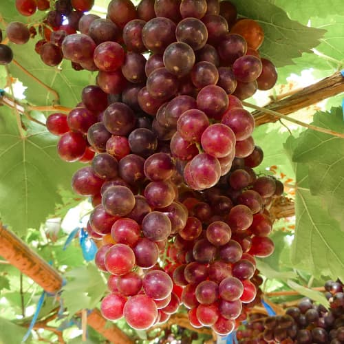 Videira Kalina Red - Plântulas: Ilość w opakowaniu: 1 plant