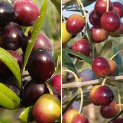 Conjunto Oliveira (Olive), 2 mudas - Plântulas: Ilość w opakowaniu: 2 plant