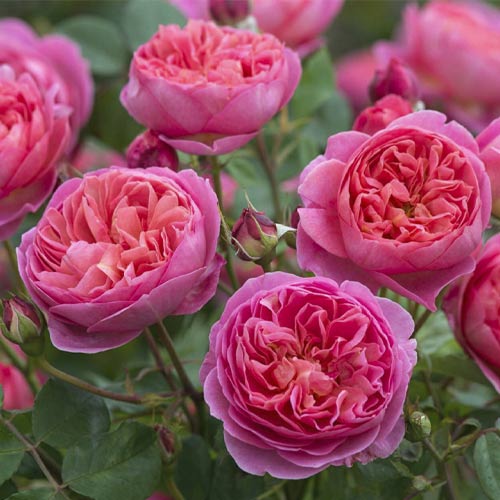English Rose Boscobel , C5 - Plântulas: Ilość w opakowaniu: 1 plant