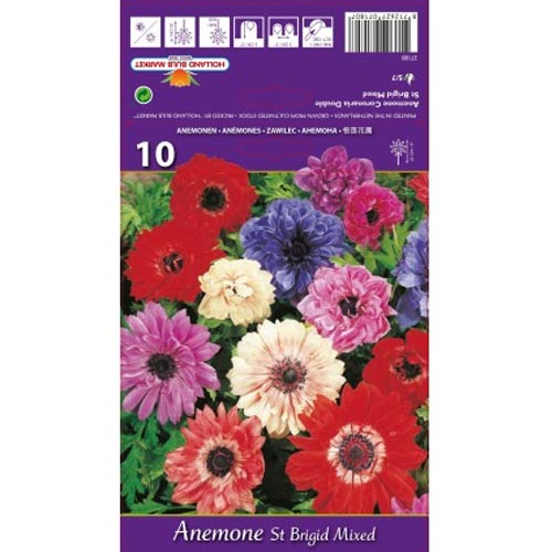 Anemone St. Brigid Mixed - Bulbos: Ilość w opakowaniu: 10 bulbe