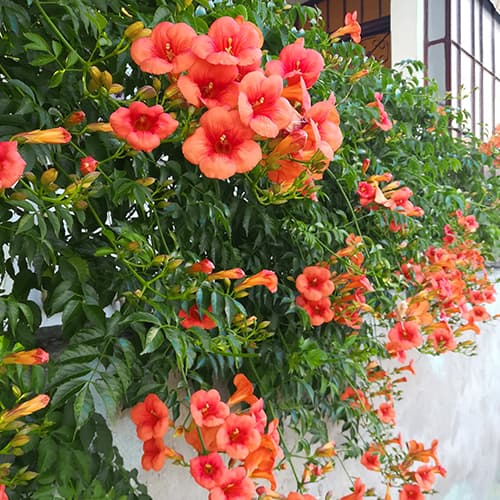 Mijo americano (Campsis), P9 - Plántulas: Ilość w opakowaniu: 1 plant
