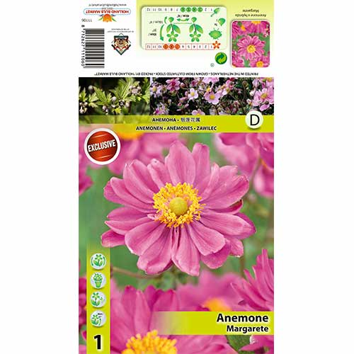 1 szt., Zawilec japoński (Anemone japonica) Margarete - Cebule: Ilość w opakowaniu: 1 szt.