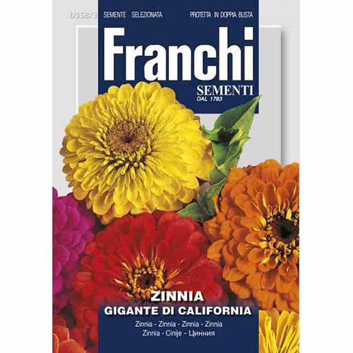 1 szt, Cynia Gigante de California, mieszanka kolorów Morami - Nasiona: Ilość w opakowaniu: 3 g