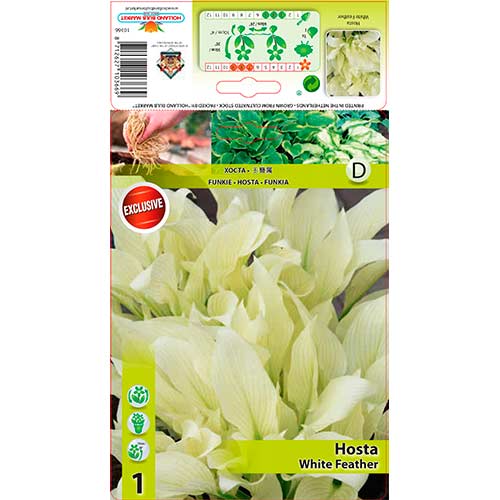1 szt, Hosta (Funkia) White Feather - Byliny: Ilość w opakowaniu: 1 szt.
