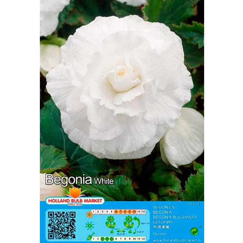 1 szt, Begonia Double White - Byliny: Ilość w opakowaniu: 2 szt.