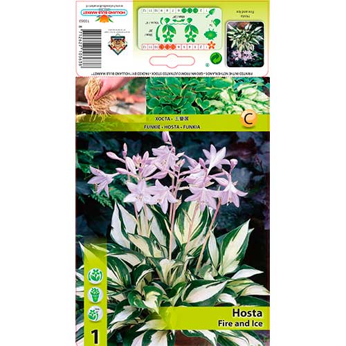 1 szt, Hosta (Funkia) Fire and Ice - Byliny: Ilość w opakowaniu: 1 szt.