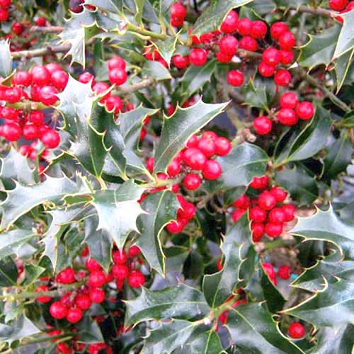 1 szt, Ostrokrzew kolczasty (Ilex) Alaska - Byliny: Ilość w opakowaniu: 1 szt
