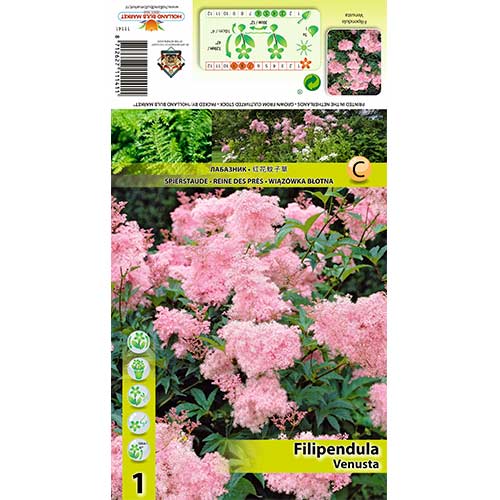 1 szt., Wiązówka (Filipendula) Venusta - Byliny: Ilość w opakowaniu: 1 szt.