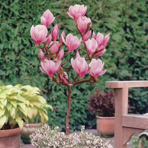 1 buc, Magnolia Sweet Valentine, C10 - Răsaduri: Mod de ambalare: 1 buc