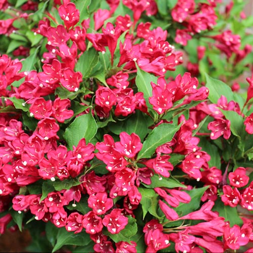 1 buc, Weigela Newport Red - Răsaduri: Mod de ambalare: 1 buc
